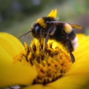 Кусающие и медоносные пчелы: к чему снятся по сонникам