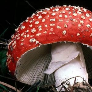 Otrovne gljive i njihovi otrovi Liječenje trovanja muharom
