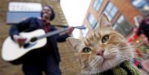 Yeni isim: James Bowen, kedi dostu ve yazar Eleştiriler ve ödüller
