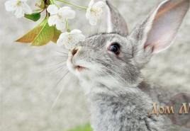Tavşanlar neden bir kadını hayal ediyor?