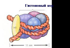 Ćelijsko jezgro.  Mitoza.  Što je kromatin: definicija, struktura i funkcije Nasljednost je glavno svojstvo žive tvari