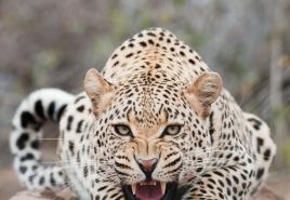 Zašto žena sanja o leopardu?