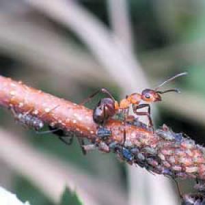 Zajímavosti ze života mravenců