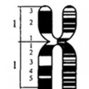 성 염색질(Barr body)