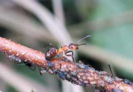 Karıncaların hayatından ilginç gerçekler
