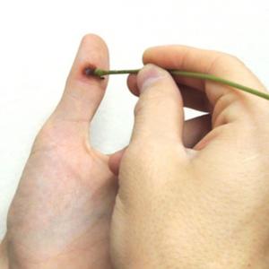 Vlaštovičník trávový: léčivé vlastnosti a kontraindikace