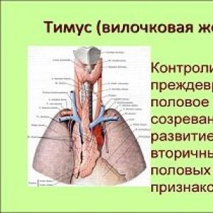 Timus ili timusna žlijezda: gdje se nalazi i za šta je odgovorna, uzroci patoloških procesa i vrste oštećenja važnog organa endokrinog sistema Tkivo timusa u štitnoj žlijezdi