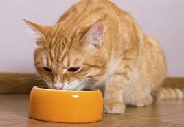 Natūrali mityba katėms, sergančioms urolitiaze