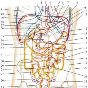 Karın yapısı: karın organları ve karın boşluğunu inceleme yöntemleri