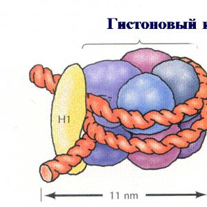 Hücre çekirdeği.  Mitoz.  Kromatin nedir: tanımı, yapısı ve işlevleri Kalıtım, canlı maddenin temel özelliğidir