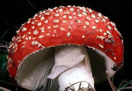 Jedovaté houby a jejich jedy Léčba otrav muchovníkem