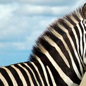 Kodėl sapne svajojate apie Zebrą?