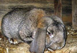 Tavşanı GI'den tedavi edip kurtarıyoruz