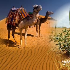 Devin trn (yantak, dzhantak, tumbleweed) Narodna upotreba biljke kamiljeg trna