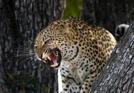 Co znamená leopard ve snu s výkladem z knih snů