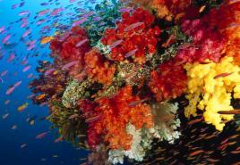 Interesanti fakti par koraļļu rifiem