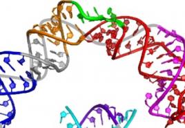 Struktura i mehanizam djelovanja enzima