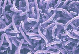 Cholera – simptomai, ligos priežastys, prevencija ir gydymas