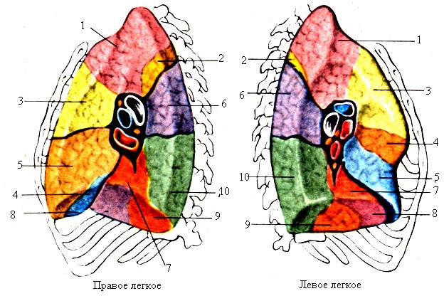 Правое и левое легкое. Правое легкое строение. Правое и левое легкое анатомия. Поверхности правого и левого легкого. Правое легкое и левое легкое.